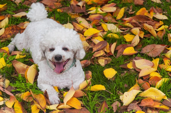 Obraz bichon frise laying on autumn leaves and grass