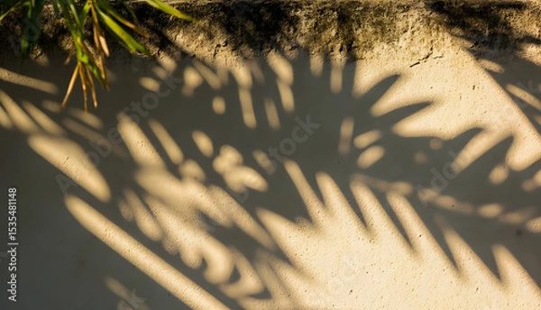 Fototapeta plam leaves shadow on concrete wall background only shadow no tree