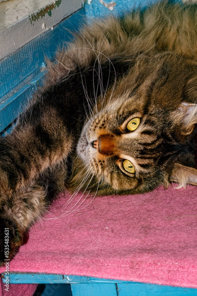 Obraz Close-up of Fluffy Maine Coon Cat Lying on Table — Domestic Pet, Sleepy Long-Haired Cat, Relaxed Animal, Feline Face Expression