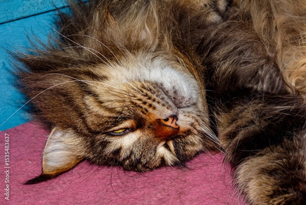 Obraz Close-up of Fluffy Maine Coon Cat Lying on Table — Domestic Pet, Sleepy Long-Haired Cat, Relaxed Animal, Feline Face Expression