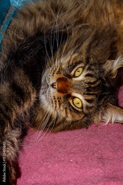 Obraz Close-up of Fluffy Maine Coon Cat Lying on Table — Domestic Pet, Sleepy Long-Haired Cat, Relaxed Animal, Feline Face Expression