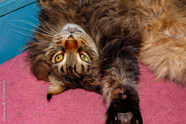 Obraz Close-up of Fluffy Maine Coon Cat Lying on Table — Domestic Pet, Sleepy Long-Haired Cat, Relaxed Animal, Feline Face Expression