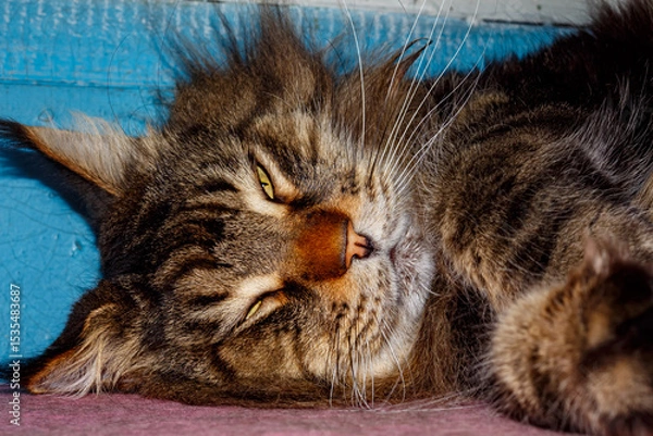 Obraz Close-up of Fluffy Maine Coon Cat Lying on Table — Domestic Pet, Sleepy Long-Haired Cat, Relaxed Animal, Feline Face Expression