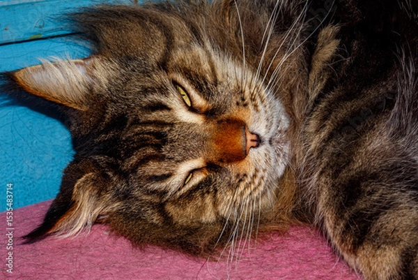 Obraz Close-up of Fluffy Maine Coon Cat Lying on Table — Domestic Pet, Sleepy Long-Haired Cat, Relaxed Animal, Feline Face Expression