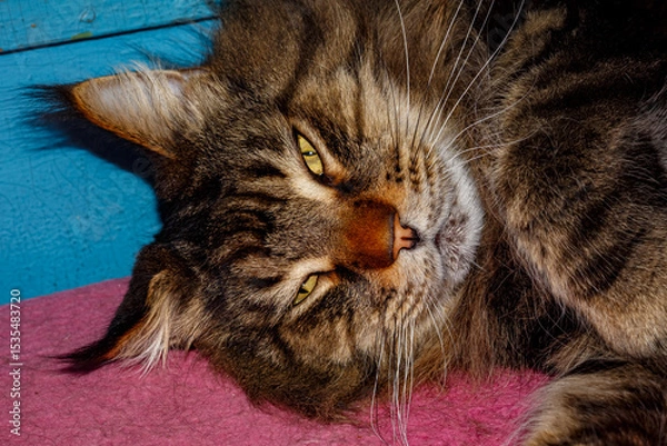 Obraz Close-up of Fluffy Maine Coon Cat Lying on Table — Domestic Pet, Sleepy Long-Haired Cat, Relaxed Animal, Feline Face Expression