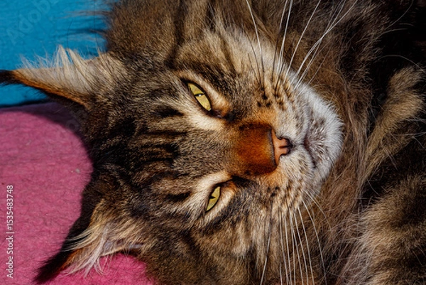 Obraz Close-up of Fluffy Maine Coon Cat Lying on Table — Domestic Pet, Sleepy Long-Haired Cat, Relaxed Animal, Feline Face Expression