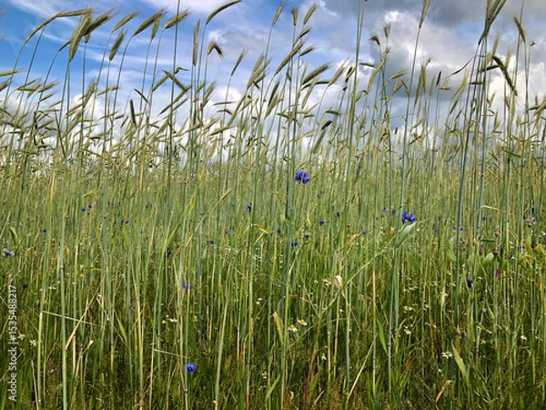 Fototapeta Wheat fields at the Uffelter Es Drenthe Netherlands. Panorama landscape in summer. Rural. Uffelte.