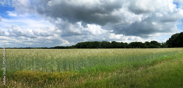 Fototapeta Wheat fields at the Uffelter Es Drenthe Netherlands. Panorama landscape in summer. Rural. Uffelte.