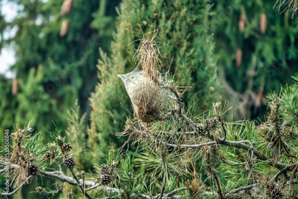 Fototapeta Pine Processionary Nest in Tree – Forest Pest Infestation