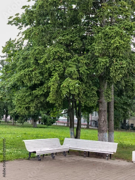 Fototapeta Two white wooden benches side by side in the square under the trees in the city square, vertical view