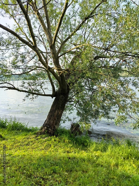 Fototapeta One willow tree leaning toward the water, standing on a river bank overgrown with grass, a vertical