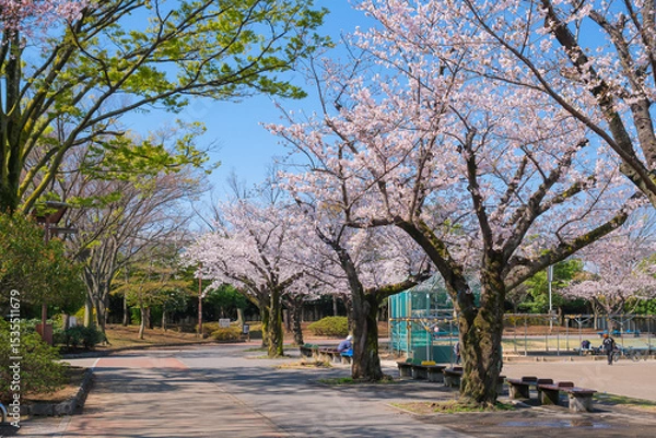 Fototapeta 東京都葛飾区 春の新小岩公園