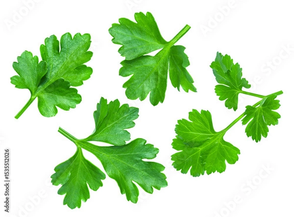 Obraz Levitating Parsley leaves isolated on white. Flying Parsley or Cilantro leaves. Parsley Explosion. Top view. Flat lay. Pattern 