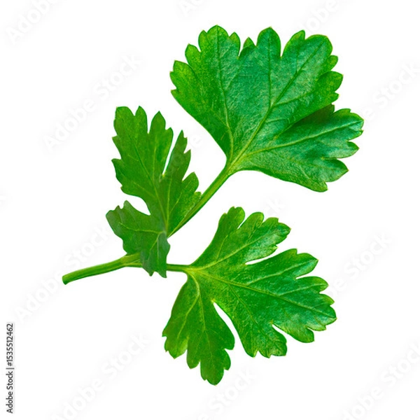 Obraz Fresh parsley leaf. Parsley leaf isolated on white. Cilantro leaves, green garden parsley twig close up. Top view