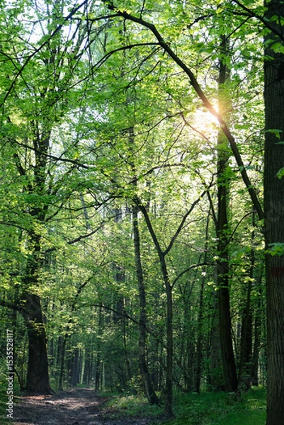 Fototapeta trees with bright green foliage in forest, abstract natural background. Beautiful atmosphere forest landscape. sunny day in spring summer forest. Ecology, organic, save earth concept