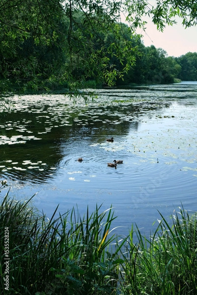 Fototapeta Beautiful view with lake, swim ducks and green forest. summer landscape. natural Background for harmony, relax, travel atmosphere, unity with nature