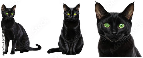 Obraz Set of black cats with green eyes in different positions on a transparent background