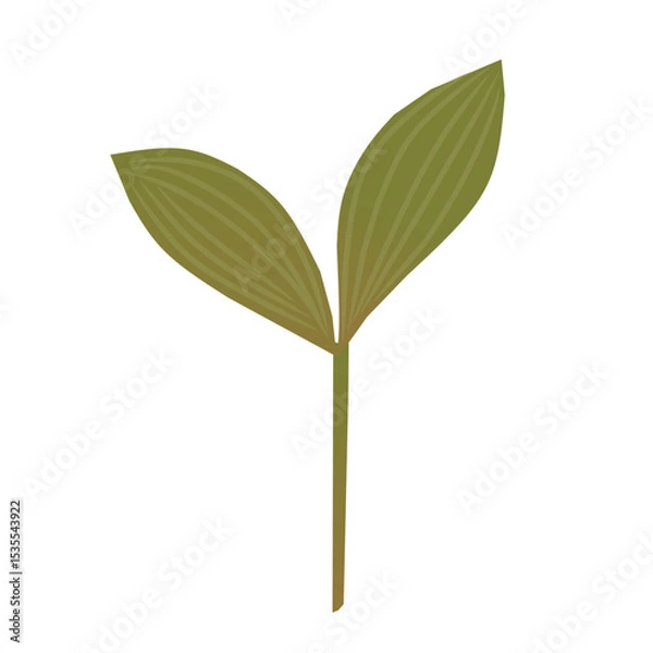 Fototapeta Vector Illustration of Young Plant Sprout with Two Green Leaves. Ideal for eco-friendly designs, agriculture projects, botanical themes, gardening visuals, environmental campaigns, and educational
