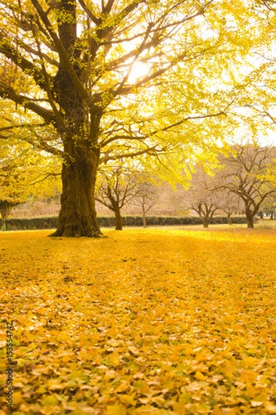 Obraz 秋の公園　銀杏