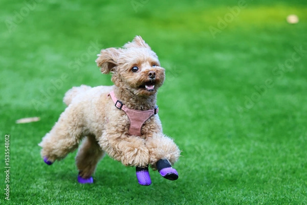 Fototapeta 靴を履いて、ドッグランで遊ぶトイ・プードル