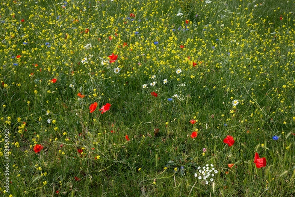 Fototapeta Colorful wildflowers in a field with poppies and daisies. Red, blue, yellow and white wild flowers with green grass. A pretty field of flowers. Meadow with flora in the UK.