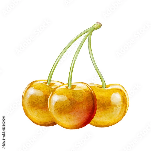 Obraz cherry digital waterolor stock illustration