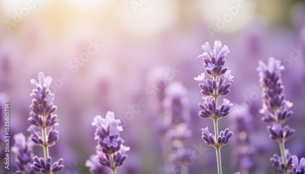 Fototapeta Bathing in sunlight, a field of lavender flowers in full bloom sunlit