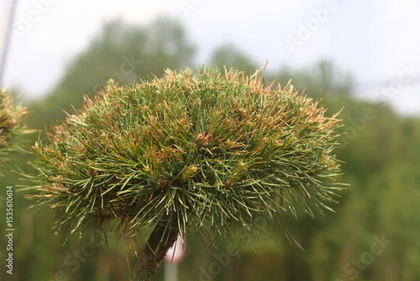 Fototapeta pine runners, coniferous seedlings for sale in a nursery, coniferous seedlings, landscape design, 2