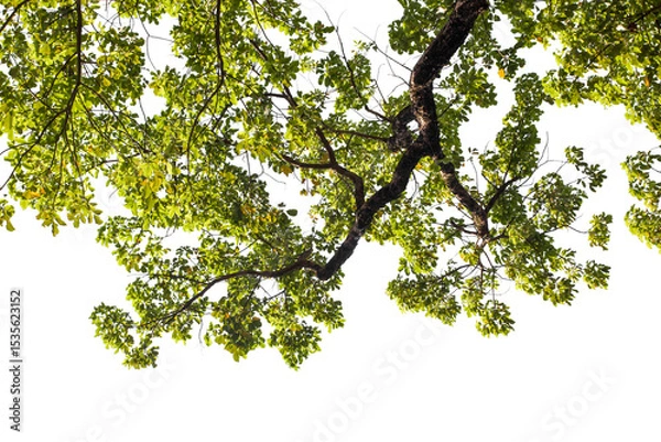 Fototapeta Tropical tree branch with green leaves isolated on white