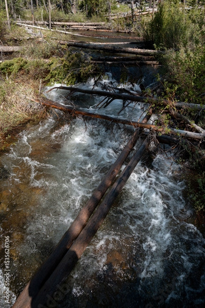 Obraz Sawtooth National recreation area river filled with down trees