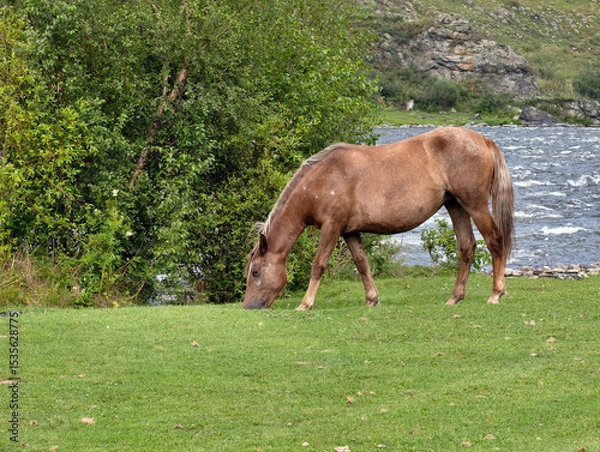 Fototapeta A horse is grazing in a meadow on the bank of Altai river Ursul.