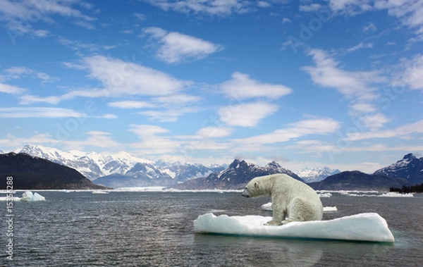 Fototapeta Ocieplenie niedźwiedzia polarnego i golbar