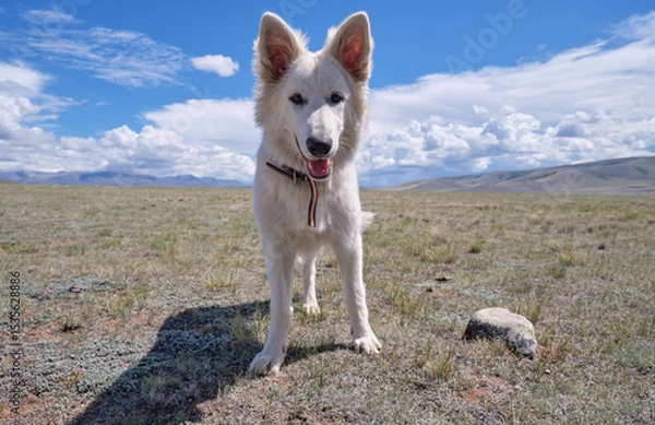 Fototapeta White Swiss Shepherd Dog walking  in Altai steppe.