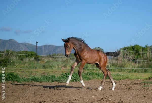 Fototapeta Funny Red suit foal running in a paddock. Young brown horse jump and play in the corral farm on blue sky background. Farm Feeding. The concept of human-nature relations. Animal care. Purebred horses.