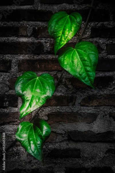 Obraz Climbing vine on a brick wall with vibrant green leaves