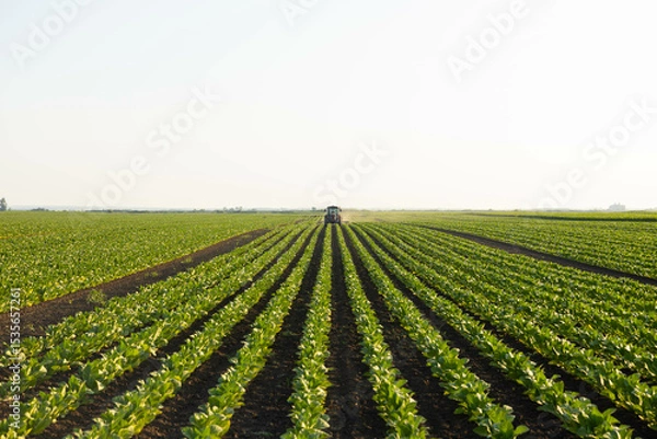 Fototapeta The precise rows of flourishing tobacco plants create a beautiful pattern, showcasing agricultural symmetry and structure.