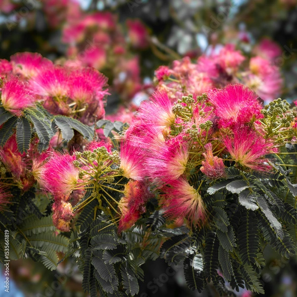 Fototapeta Close-up of delicate silk tree flowers in full bloom, their feathery petals glowing in the Andalusian sunlight.
