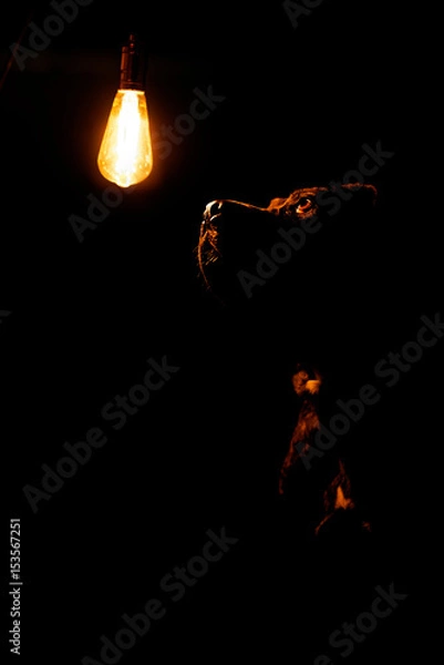 Obraz Mastiff at Night