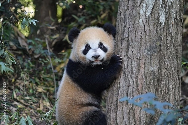 Fototapeta A cute giant panda cub clings to a tree trunk in a lush forest setting.