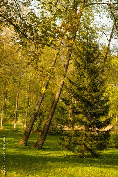 Obraz Sunlight filtering through a spring forest, highlighting a tall evergreen among leaning deciduous trees. A lush green meadow carpets the ground.