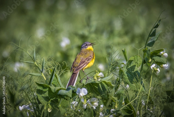 Fototapeta a yellow wagtail bird sits on a green stalk