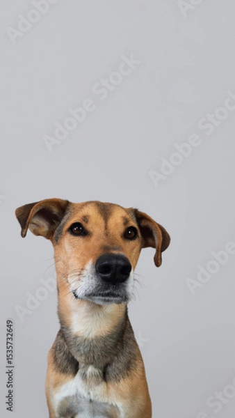 Fototapeta rescue dog with floppy ears looking at camera Vertical portrait on gray background with space for text insertion. Template with a pet for a pet shop, veterinary clinic, pet hotel