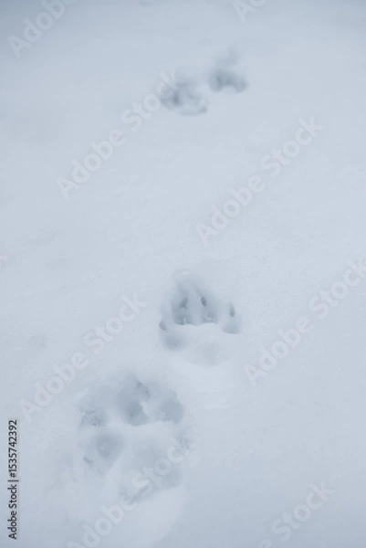 Obraz Wolf tracks in the snow