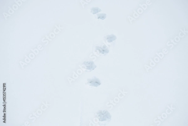 Obraz dog tracks in the snow, deep snow, and the tracks of a dog that left
