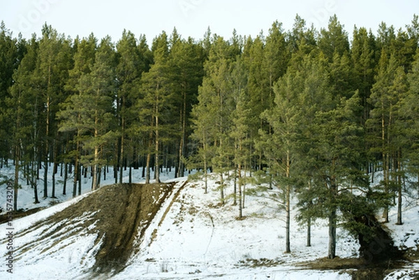 Obraz A snowy hillside with a forest of trees