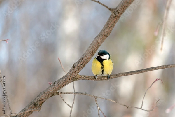 Obraz A small bird is perched on a branch in a tree