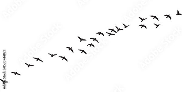 Obraz Silhouette of migrating birds flying together in sky in V formation. Flock of birds flying in formation silhouette