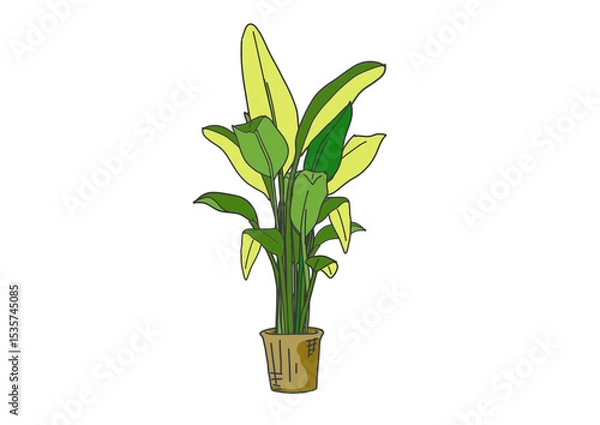 Fototapeta バナナの木のパームツリーのイラスト