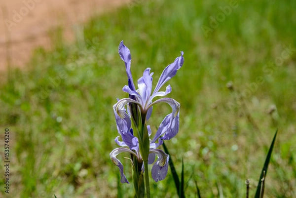 Fototapeta blue spring flowers