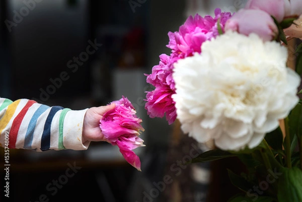 Fototapeta Child's hand plucking pink flower petals from a bloom to explore and taste, capturing innocent curiosity